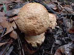 Amanita ochrophylloides