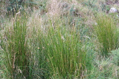 Juncus sarophorus
