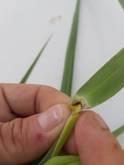 Phragmites mauritianus