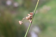 Juncus sarophorus