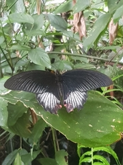 Papilio rumanzovia