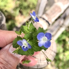 Veronica persica