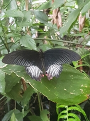 Papilio rumanzovia