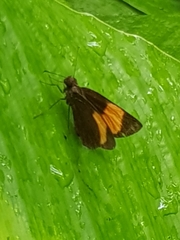 Koruthaialos rubecula