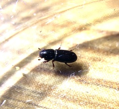Pleurophorus caesus