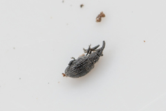 Catapion pubescens