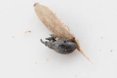 Catapion pubescens