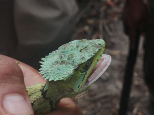 Serrated Casquehead Iguana, Laemanctus serratus