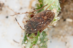 Stygnocoris