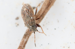 Stygnocoris