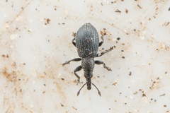 Aizobius sedi