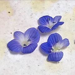 Veronica persica