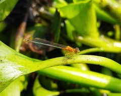 Ischnura senegalensis