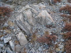 Pellaea bridgesii
