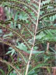 Cyclosorus interruptus