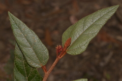 Lasiopetalum macrophyllum