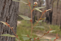 Lasiopetalum macrophyllum