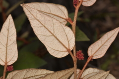 Lasiopetalum macrophyllum
