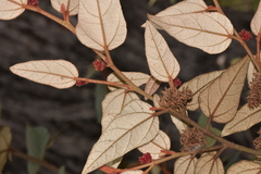 Lasiopetalum macrophyllum