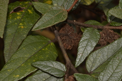 Lasiopetalum macrophyllum
