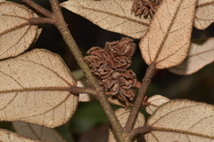 Lasiopetalum macrophyllum