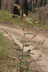 Lasiopetalum macrophyllum