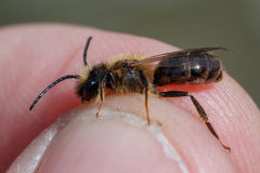 Andrena scotica