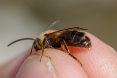 Andrena scotica