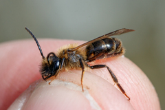 Andrena scotica
