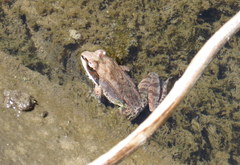 Lithobates sylvaticus