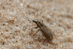 Sitona lineellus