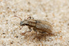Sitona lineellus