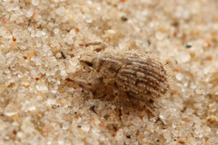 Trachyphloeus scabriculus