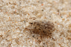 Trachyphloeus scabriculus