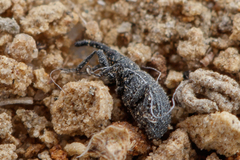 Ischnopterapion loti