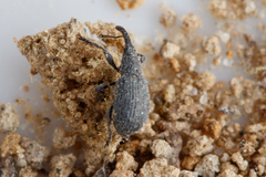 Ischnopterapion loti