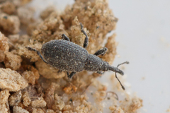 Ischnopterapion loti