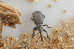 Ischnopterapion loti