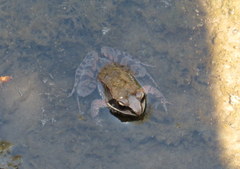 Lithobates sylvaticus