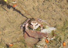 Lithobates sylvaticus