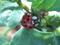 Harmonia axyridis