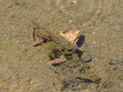Lithobates sylvaticus