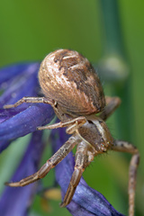 Xysticus emertoni