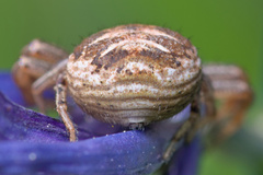 Xysticus emertoni