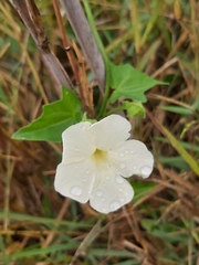 Thunbergia neglecta
