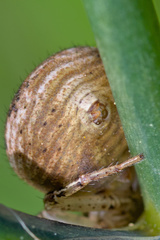Xysticus emertoni