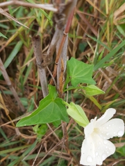 Thunbergia neglecta