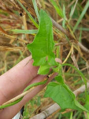 Thunbergia neglecta