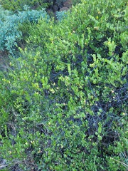 Grewia vernicosa