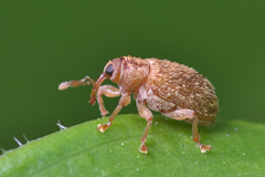 Lignyodes horridulus